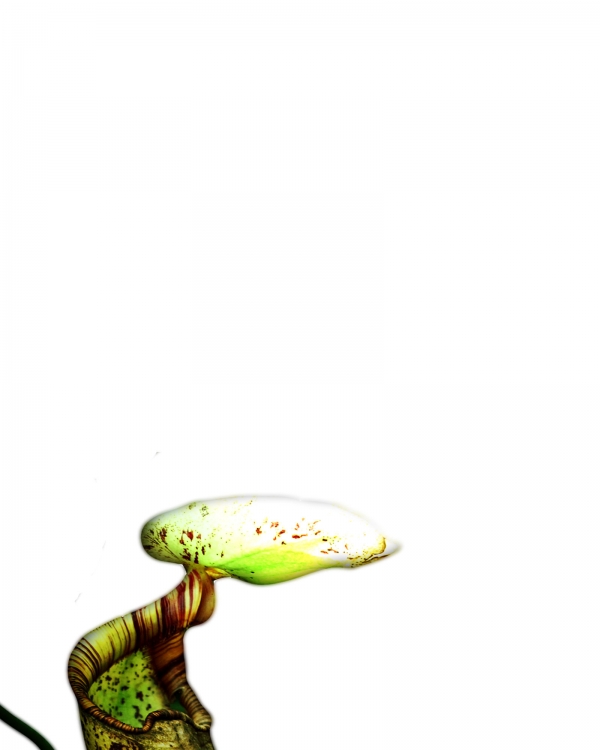 Creation of fairy tree-houses: Step 13
